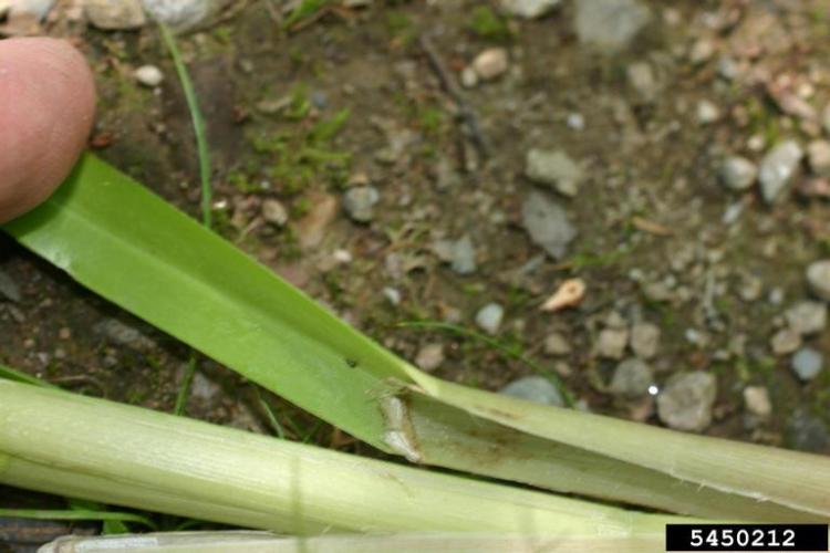 Reed manna grass: there is a brownish band at the leaf junction.