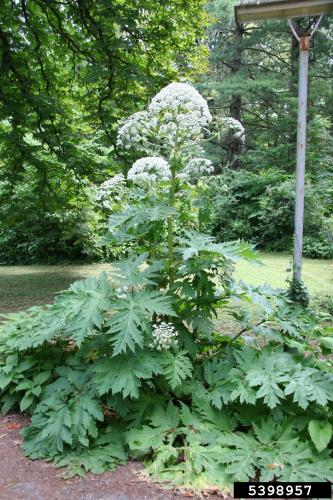 Giant hogweed: can reach 15-20 feet tall.