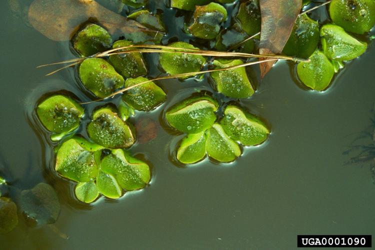 Salvinia molesta: foliage