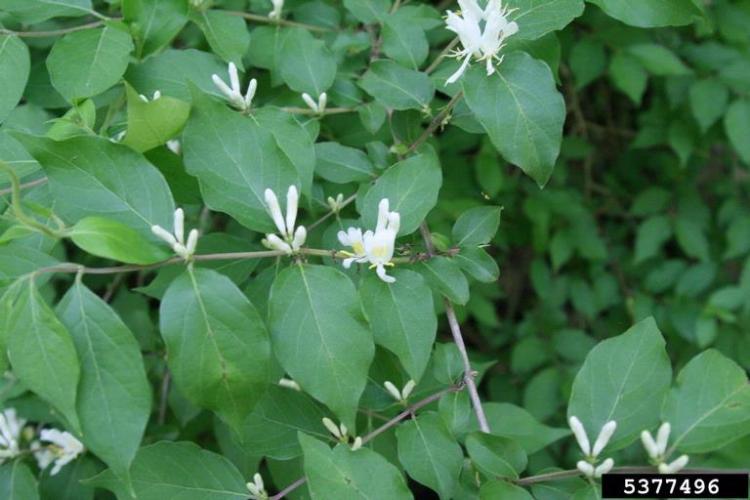 Amur honeysuckle: hairy leaf that is egg shaped with a long taper at tip, white flowers that yellow with time