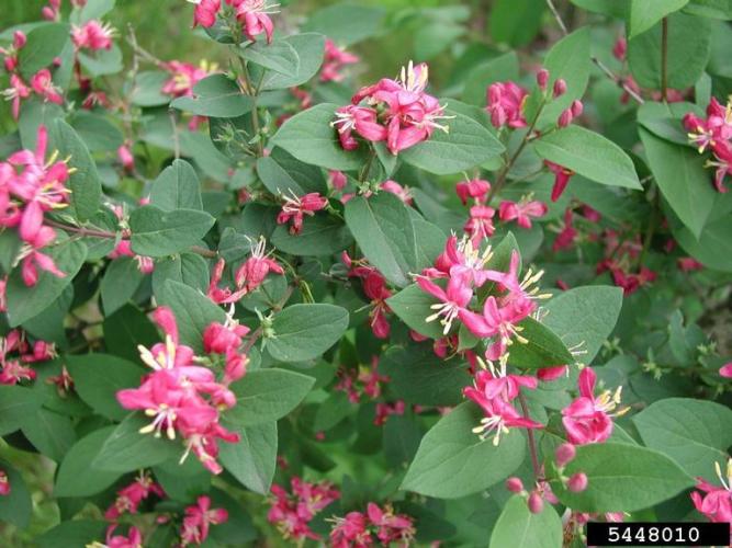 Tatarian honeysuckle: flowers are shades of pink-red and asymmetrical, leaves are not hairy, leaves are egg shaped with rounded base