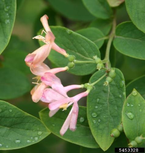 Bell Honeysuckle: variable characteristics, but usually has pink flowers.