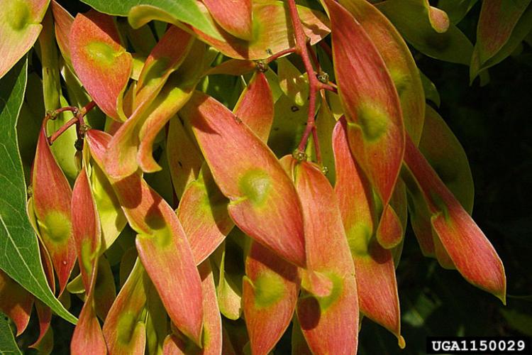 Tree-of-heaven: fruit produced on female plants are tan to reddish, single winged and can be wind or water-dispersed.