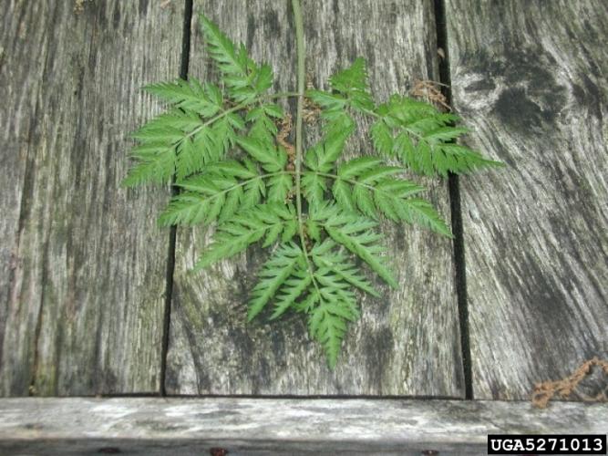 Wild chervil: alternately arranged, compound, fern-like leaves. 