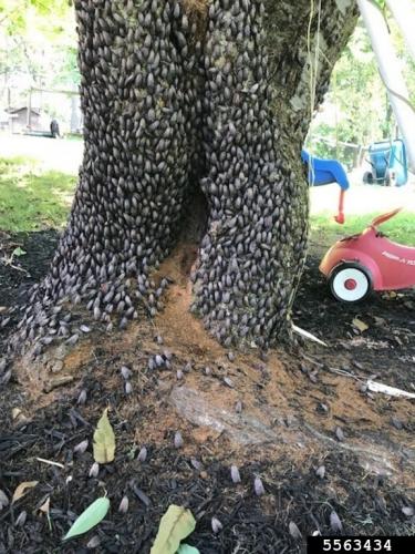 Spotted Lanternfly: Many adults