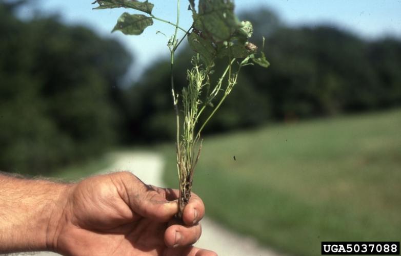 Ash yellows: loss of dominant apical growth pattern.