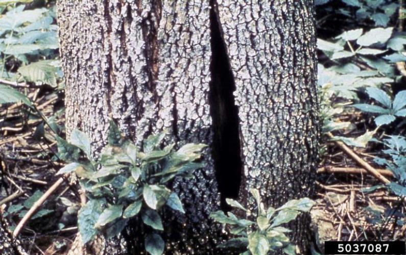 Ash yellows: bark crack and witches brooms.