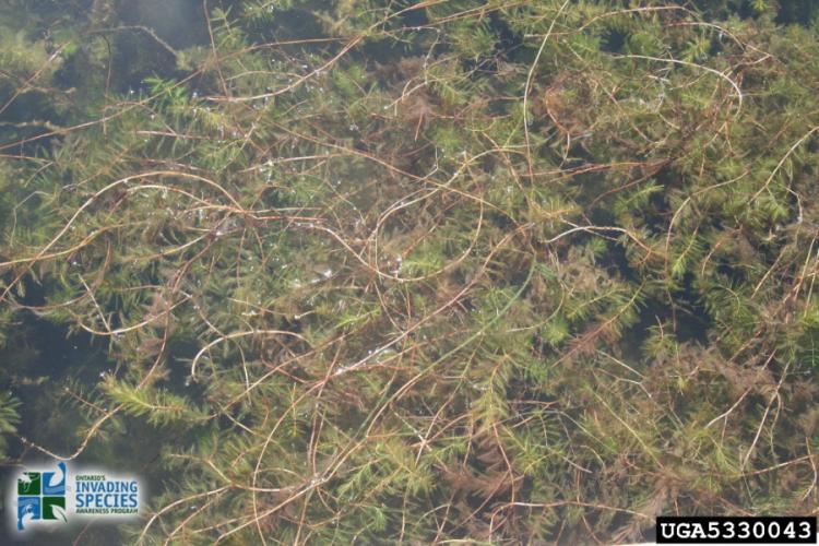 Eurasian Watermilfoil at Surface 