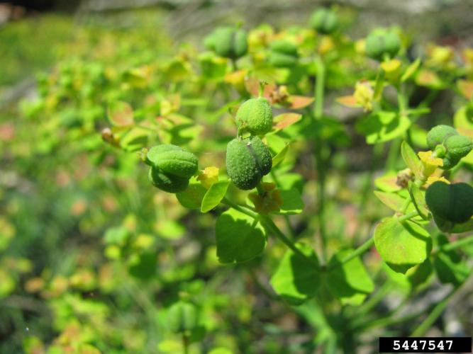 Cypress spurge: yellow-green, inconspicuous flowers are in a cyme at the top of the plant. Flowers mature to red.