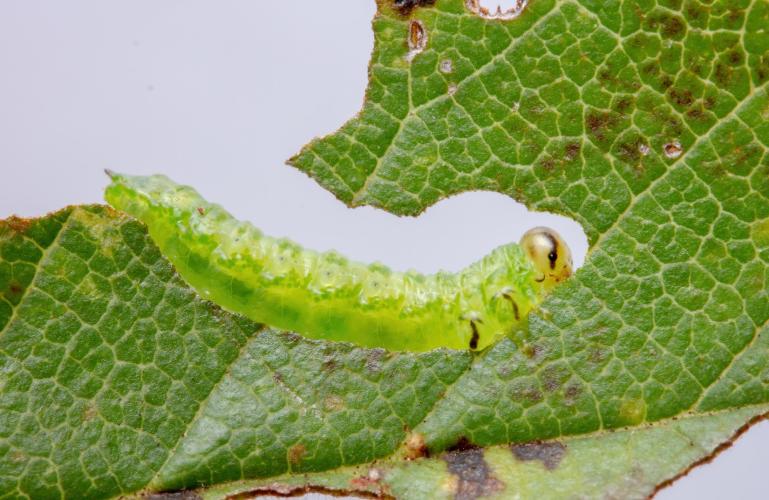 Elm zigzag sawfly: larve with black band on their head