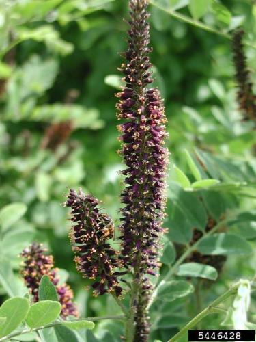 False indigo: flowers are slender spikes at the ends of the twigs.