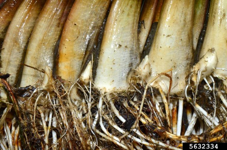 Flowering Rush: rhizome