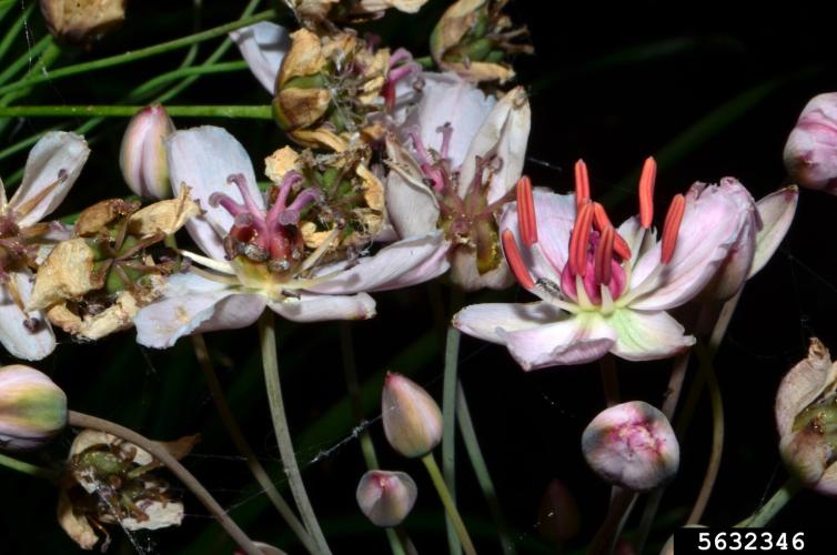 Flowering Rush: flower