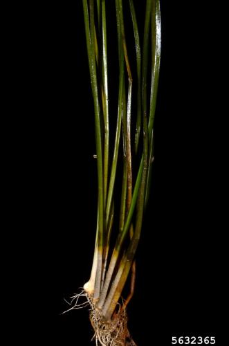 Flowering Rush: foliage and rhizome