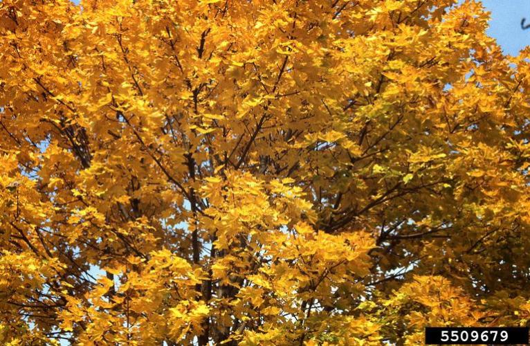 Norway maple: fall foliage.