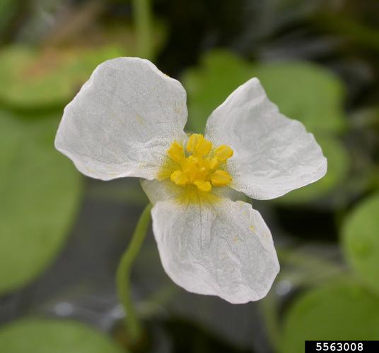 Frogbit: flower