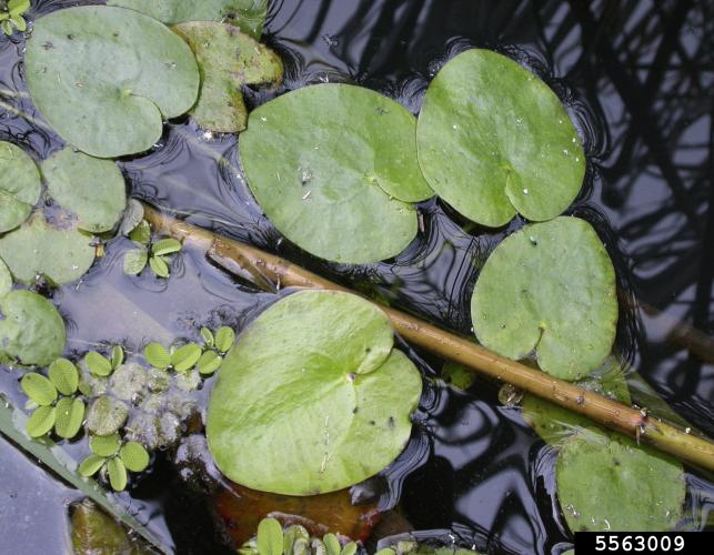Frogbit: foilage