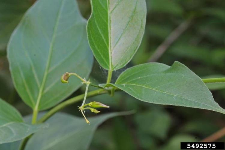 Pale swallowwort: fruits are similar to milkweed pods. They are slender, 2-3 in. long and split to reveal small seeds with tufts of white hairs. 