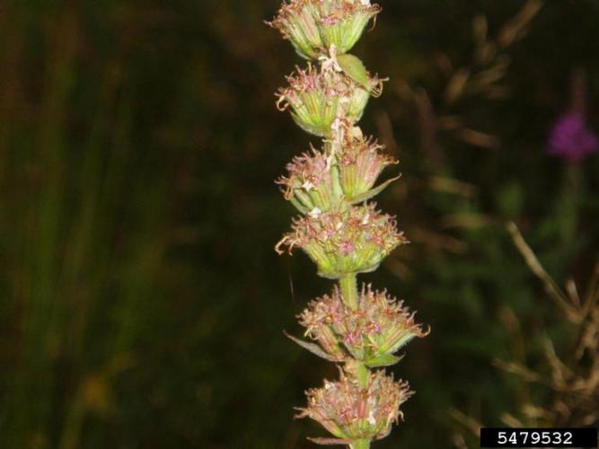 Purple loosestrife: fruits are capsules that are enclosed in the hairy sepals and contain several reddish brown seeds.