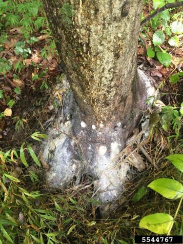 Spotted Lanternfly: Fungal mat