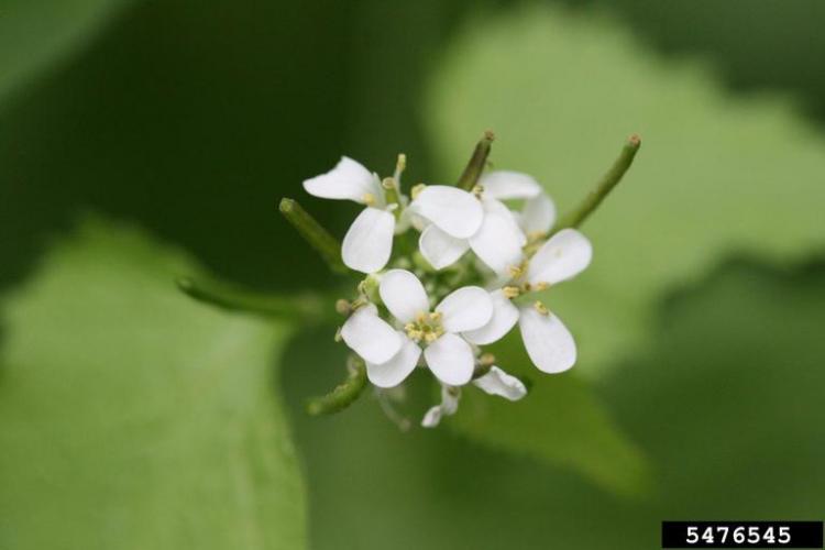 Garlic mustard: second-year plants produce a tall flowering stalk; each flower has four small, white petals in the early spring.