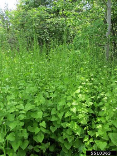 Garlic mustard: infestation.