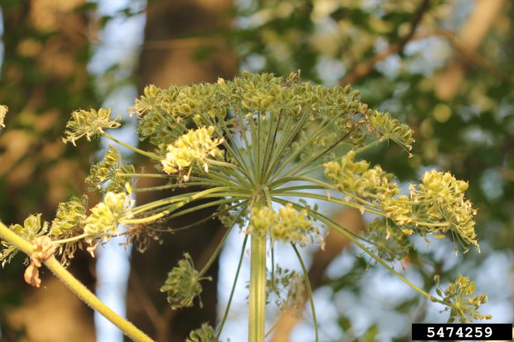 Giant hogweed: white flowers are on a large umbrella-shaped head at that can be up to 2.5 ft. in diameter.