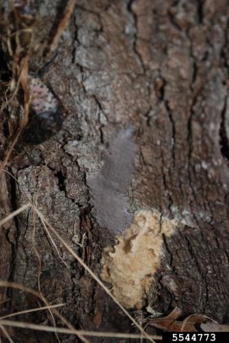 gypsy moth vs lanternfly