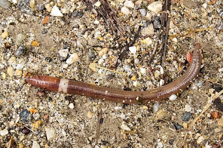 Jumping Worm: smooth, glossy dark gray/brown color. Bodies are firm and not coated in “slime”.