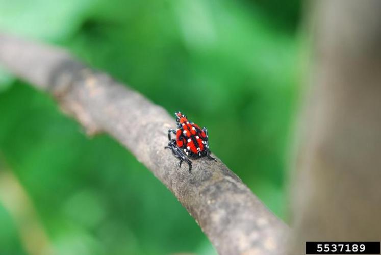 Spotted Lanternfly: Juvenile stage