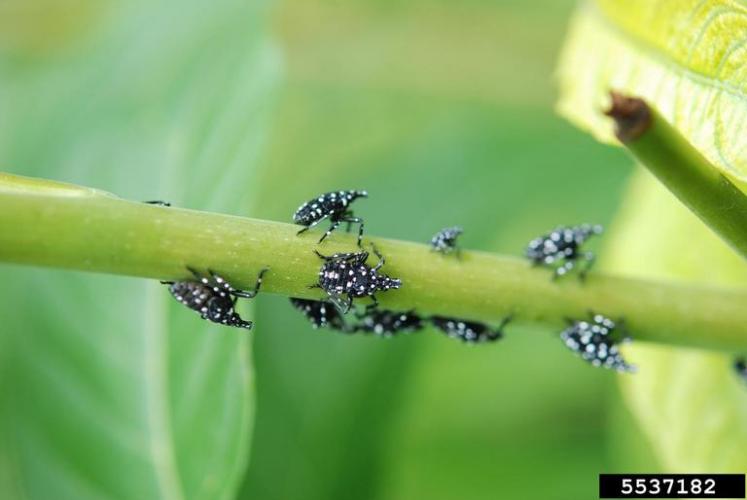 Spotted Lanternfly: Juvenile stage