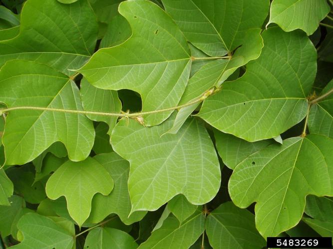 Kuzdu: leaves are alternate, compound, have three leaflets