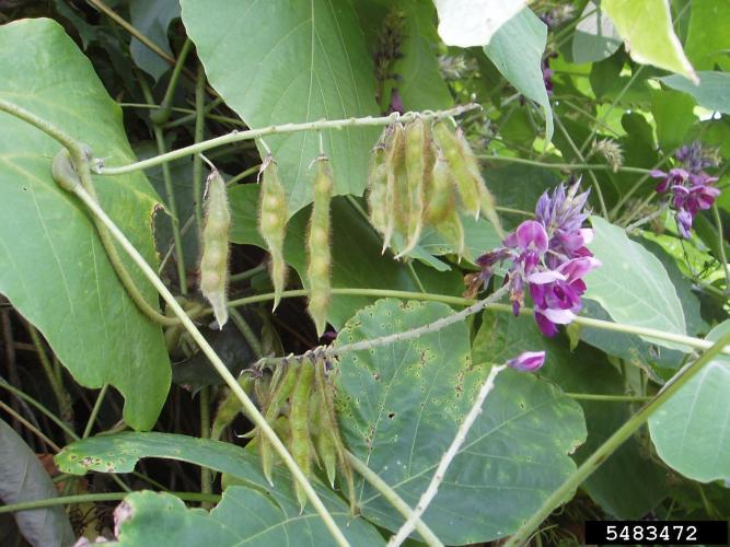 Kudzu: flower and seeds