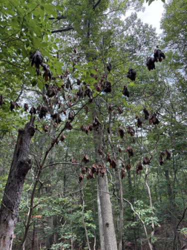 Sassafras tree with dead leaves as a result of laurel wilt disease