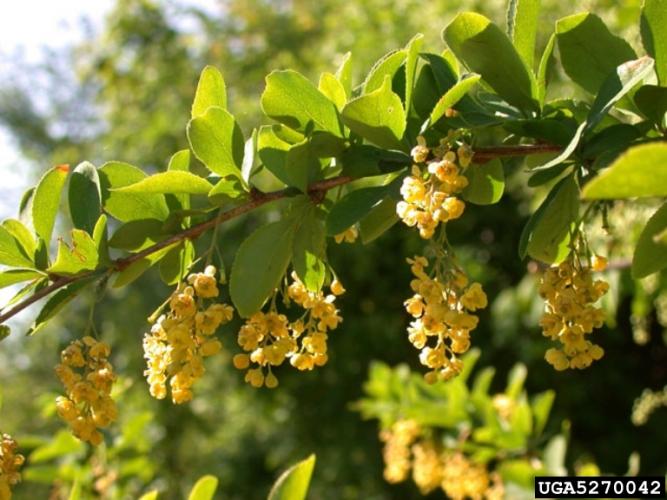 Look-alike: common barberry, has three pronged spines, oval leaves with toothed edges, and flowers appear in droopy clusters 