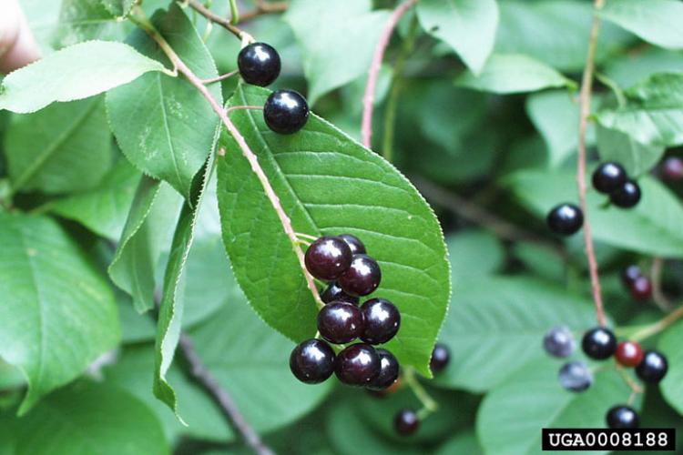 Look-alike: common chokecherry (Prunus virginiana) has droopy clusters of flowers and fruit, and leaf veins do not run parallel towards the tip like in common buckthorn