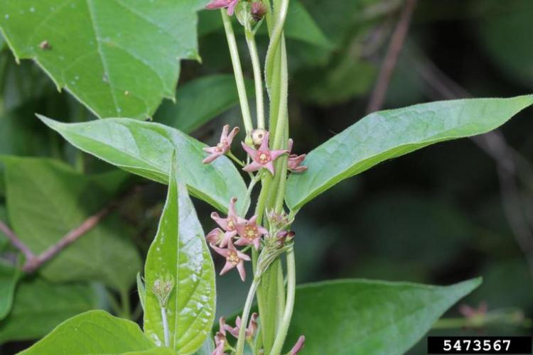 Look-alike: pale swallowwort (also an invasive species) flower petals are longer than they are wide, and are pale pink to burgundy in color.