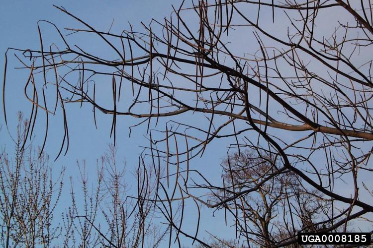 Look-alike: northern catalpa (Catalpa speciosa), seed pods.