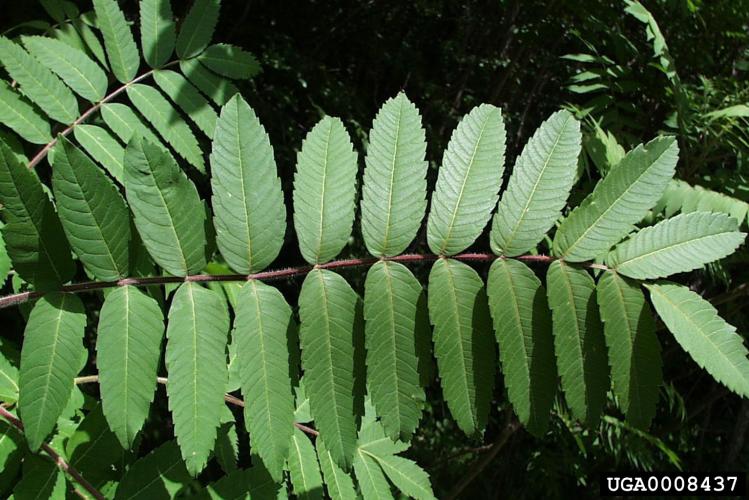 Look-alike: staghorn sumac (Rhus hirta). 