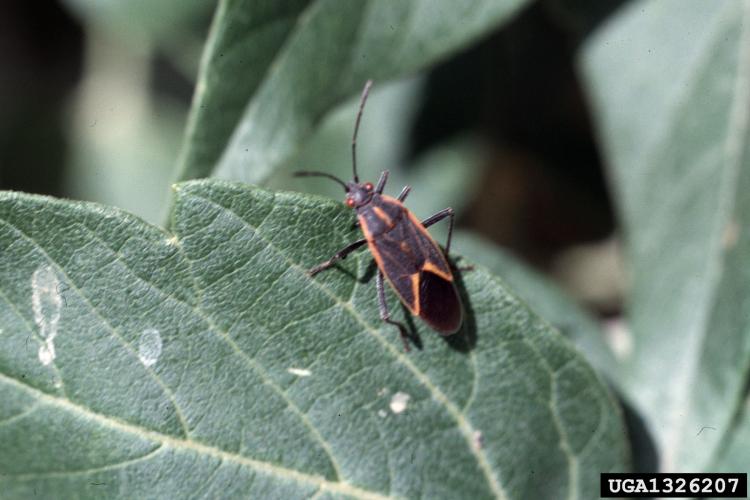 Look-alike: Boxelder beetle