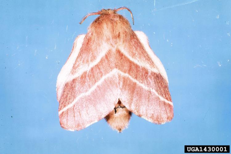 Look-alike: Eastern Tent Caterpillar Adult