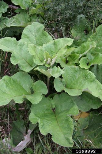 Look-alike: common burdock (Arctium minus).