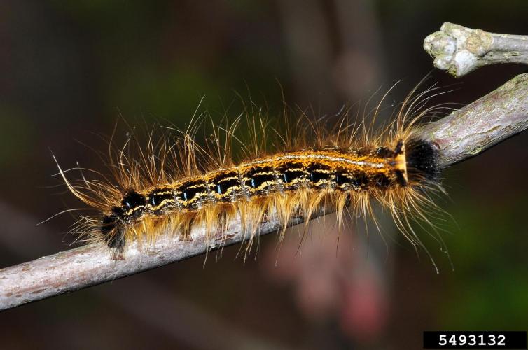 Look-alike: Eastern Tent Caterpillar