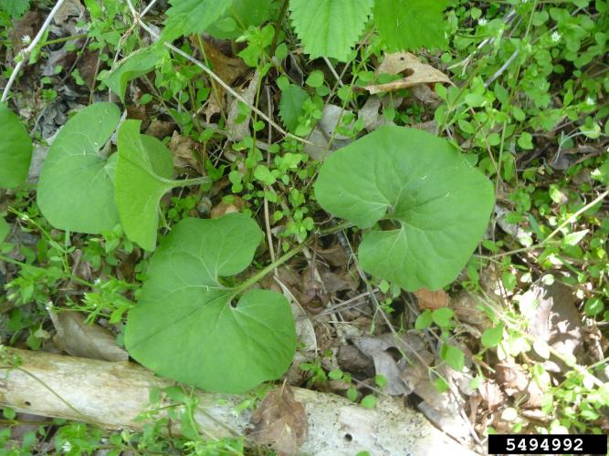 Look-alike: wild ginger (Asarum canadense).