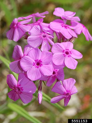 Look-alike: downy phlox (Phlox pilosa), five petals versus four.