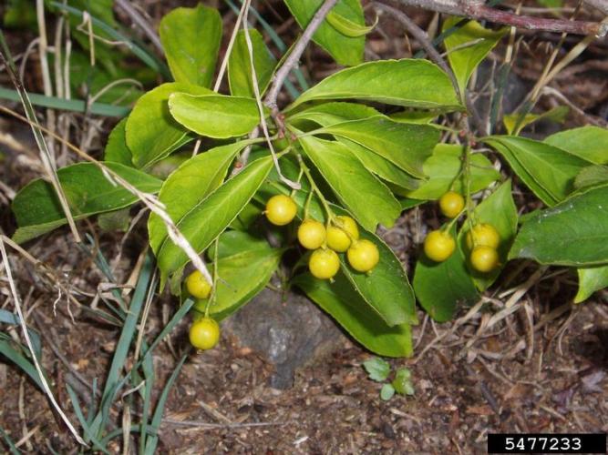 Look-alike: American bittersweet (Celastrus scandens) with terminal fruits.