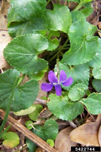 Look-alike: violet (Viola sp.)