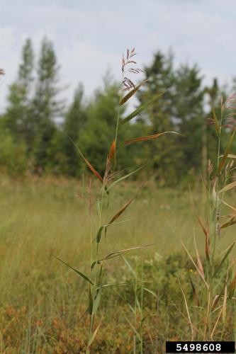 Look-alike: American reed, (Phragmites americanus ) middle and upper stem internodes are smooth, shiny and red-brown to dark red-brown during the growing season. 