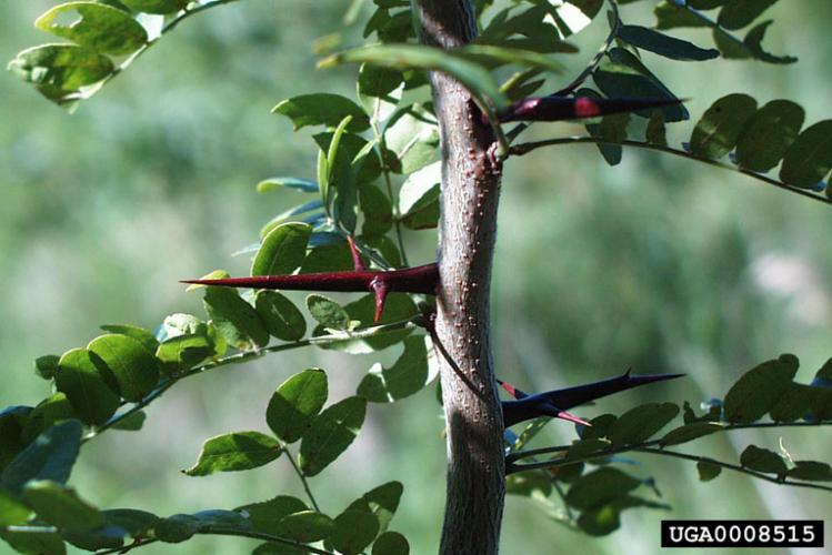 Look-alike: honey locust (also non-native to the Northeast) has three-pointed thorns.