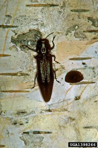 Look-alike: bronze birch borer.